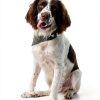 Spectrum Brands Pet Stain Odor Remover Citrus Scent Safe-2