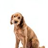 Spectrum Brands Pet Stain Odor Remover Citrus Scent Safe-8
