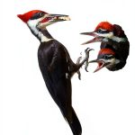Peterson Reference Guides Ornithology Bird Watching Kindle-0