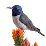 Wildlife Explorer Guide Ecuador Galapagos Travel Book-0